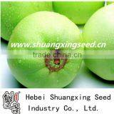 Planting Sweet Melon Hybrid Seed f1 thumbnail-1