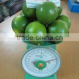 Fresh Green Lemon 2014 - Good price and high quality