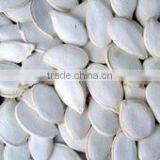 Pumkin Seeds, Wholesale Seeds thumbnail-1