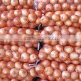 Diced Onion thumbnail-1