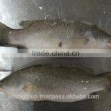 BARRAMUNDI WHOLE ROUND thumbnail-3