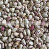Chinese Big Size Light Speckled Kidney Beans American Round thumbnail-2
