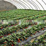 Strawberry Seedling Nursery thumbnail-3