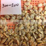 Hot Sales Frozen Short Necked Clam Meat thumbnail-3