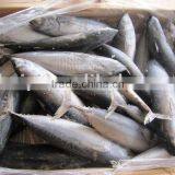 Frozen Bonito thumbnail-1