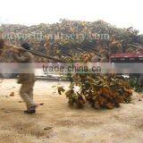 Magnolia Grandiflora Download From Lorry thumbnail-1