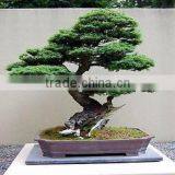 Artificial In Outdoor Cedar Bonsai Tree Topiary Cypress Pine thumbnail-3