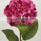 Stable Supplying High Quality Purchase Ecuadorian Roses