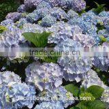 Factory Direct Wholesale Multi Colors Hydrangeas Cut Fresh Hydrangea thumbnail-6