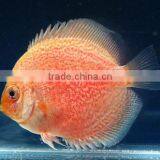 Live Fish for Sale thumbnail-1