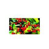 Transfer Printing|Supply Printing Pattern|printed Pattern|Heat Transfer Printing Paper|calico Paper thumbnail-1