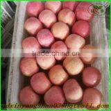 China's Shandong Province, One of the Best Red Fuji Apple/fresh Apple, Exported to Europe and the United States, Southeast Asia thumbnail-3