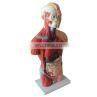 Human Body Anatomy Sexless Torso Model thumbnail-2