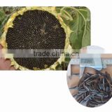 1506 Chinese black hybrid sunflower seeds