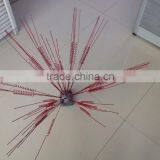 Bird Thorn thumbnail-1