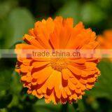 Pure Natural Lutein of Marigold Extract to Protect Eyesight thumbnail-1