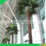 500cm High Bend Artificial Fake Washingtonia Palm Tree thumbnail-6