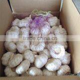 Garlic Type and Liliaceous Vegetabless Product Type Natural Garlic Fresh Garlic thumbnail-3