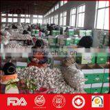 White Fresh Garlic for Sale thumbnail-4