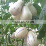Hybrid F1 Solanum Muricatum Pepino Cucumber Seeds For Planting thumbnail-3