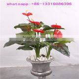 China Manufacturer Artificial Flower Bonsai Plants Cheap Artificial Anthurium Plant thumbnail-1