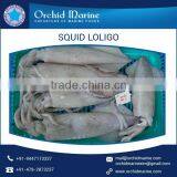 Delicious Frozen Loligo Squid with Longer Shelf Life at Affordable Price