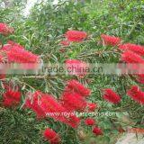 Callistemon Viminalis