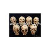 Mammoth Ivory Skulls thumbnail-1