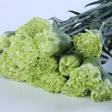 China Flower Fresh Cut Carnations Flower Mother′s Day Gift Wholesale thumbnail-4