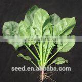 SXS No.6 Dark Green Leaves Spinach Seeds
