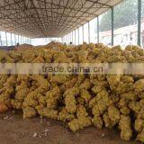 Fresh Potato Market/Fresh Potato /Holland Potato thumbnail-2