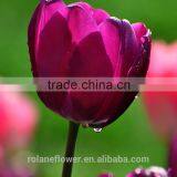 Top Quality Fresh Cut Pueple Tulip Flower for Wholesale thumbnail-2