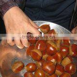 Bigbig Sweetsweet China Chestnut thumbnail-6