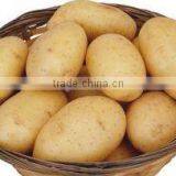 China Fresh Potato in Hot Sale thumbnail-6