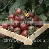 Healthy chocolate tomato seeds