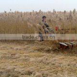 Reed Reaper Harvester Machine on Sale thumbnail-2