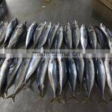Frozen Mackerel Fish Whole Round for Sale and for Canned thumbnail-4
