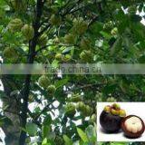 GARCINIA CAMBOGIA EXTRACT thumbnail-4