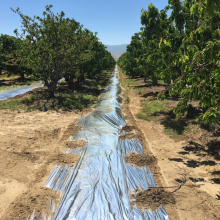 Agriculture Apple Orchard Reflective PE Film Aluminum Foil Laminated Agricultural Mulch Film 18 Micron Solar Reflective Film thumbnail-3