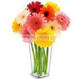 EU Standard Chrysanthemum Flower thumbnail-2