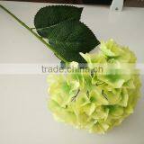 White House Plants Hydrangea for Wedding thumbnail-5
