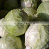 Fresh Cabbage