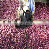 FRESH CLASS 1 RED,YELLOW AND WHITE ONION FROM SOUTH AFRICA thumbnail-2