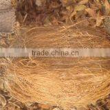 Husked Coconuts thumbnail-1