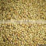 Coriander Seed