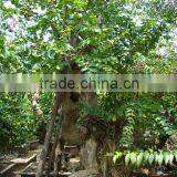 Lagerstroemia Indica L. thumbnail-4