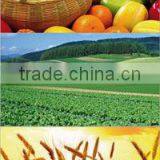 High Water Solubility Fulvic Acid Powder thumbnail-4