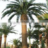 Top Fake Fiber Glass Palm Tree Indoor and Outdoor Decoration Artificial Outdoor Palm Trees thumbnail-6