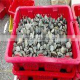 Frozen Cooked Baby Clam Japanese Standard thumbnail-2