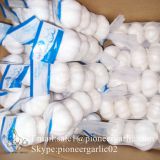2017 Crop Pure White 5.5cm Fresh Garlic From Jinxiang Small Packing